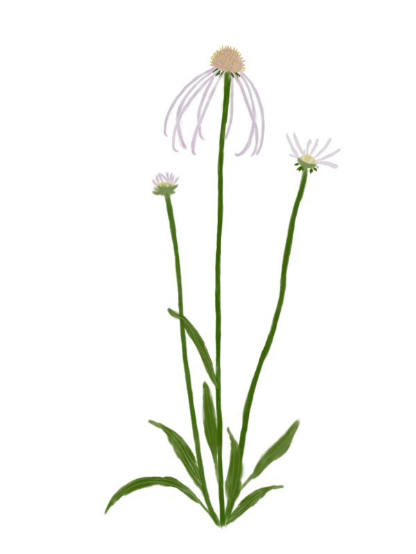 Ехінацея бліда Hula Dancer Echinacea pallida Hula Dancer Багаторічна трав'яниста рослина Сезонні рослини Seasonal plants