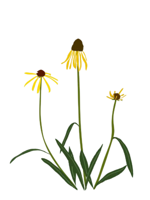 Ілюстрація ехінацеї дивної Echinacea paradoxa Гребля Ехінацея дивна Echinacea paradoxa Багаторічна трав'яниста рослина Сезонні рослини Seasonal plants