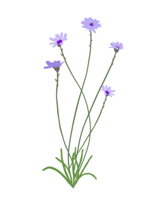 Катананхе блакитне Catananche caerulea Багаторічна трав'яниста рослина Сезонні рослини Seasonal plants Посухостійка