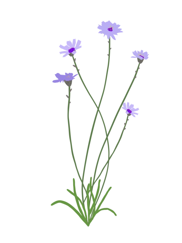 Катананхе блакитне Catananche caerulea Багаторічна трав'яниста рослина Сезонні рослини Seasonal plants Посухостійка