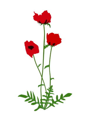 Мак східний Beauty of livermere Papaver orientale Beauty of livermere Багаторічна трав'яниста рослина Рослини-заповнювачі Filler plants