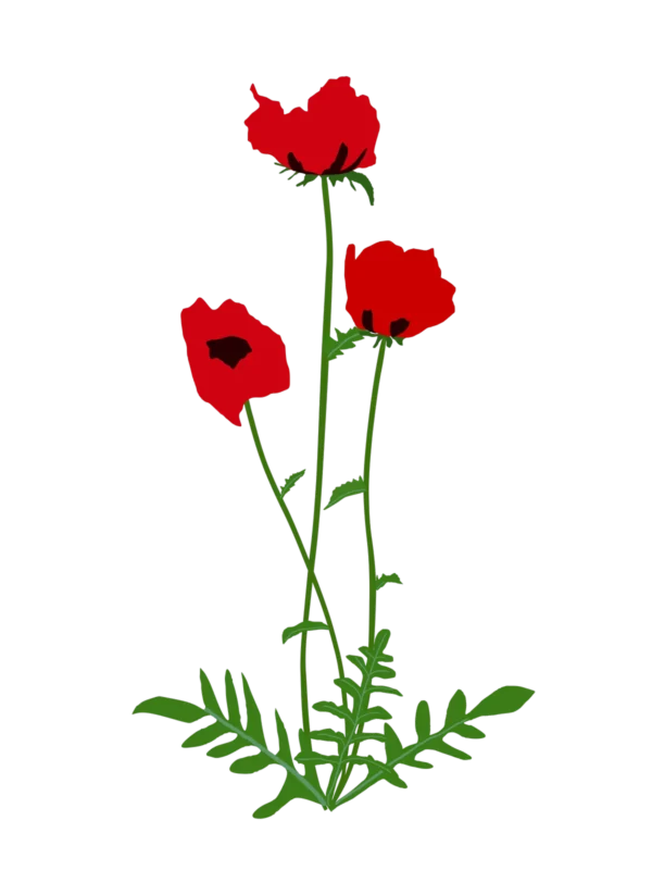 Мак східний Beauty of livermere Papaver orientale Beauty of livermere Багаторічна трав'яниста рослина Рослини-заповнювачі Filler plants