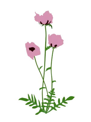 Мак східний Princess Victoria Louise Papaver orientale Princess Victoria Louise Багаторічна трав'яниста рослина Рослини-заповнювачі Filler plants