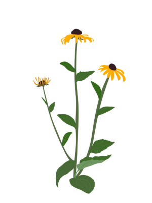 Рудбекія блискуча Goldblitz Rudbeckia fulgida Goldblitz Багаторічна трав'яниста рослина Сезонні рослини Seasonal plants