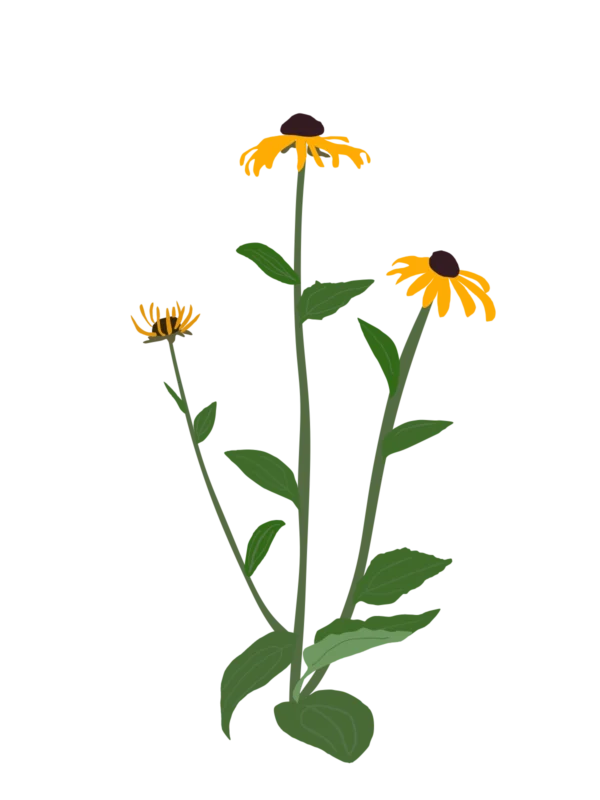 Рудбекія блискуча Goldblitz Rudbeckia fulgida Goldblitz Багаторічна трав'яниста рослина Сезонні рослини Seasonal plants