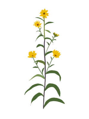 Соняшник Максиміліана Helianthus maximiliani Багаторічна трав'яниста рослина Сезонні рослини Seasonal plants