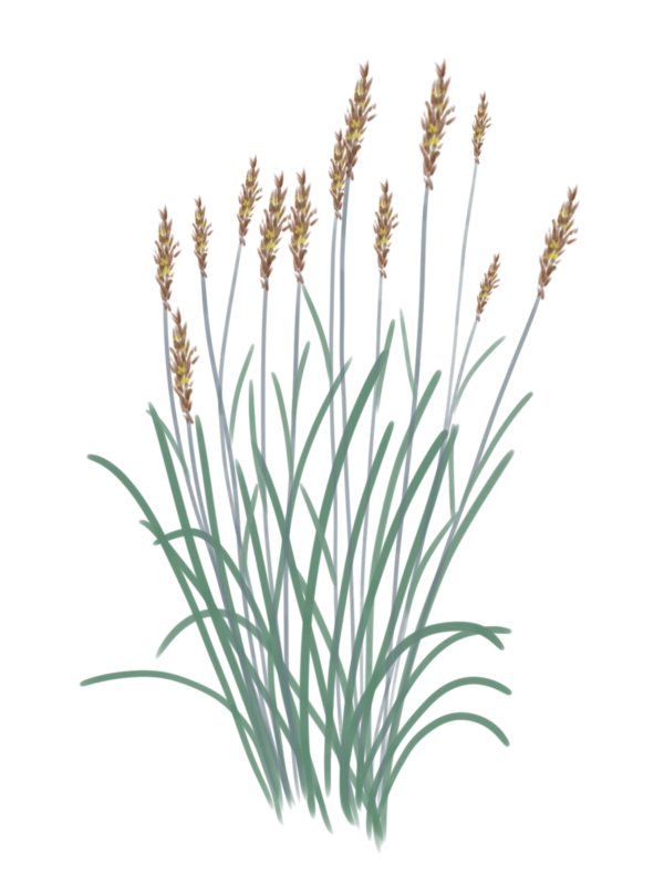 Соргаструм Indian Steel Sorghastrum nutans Indian Steel Сезонні рослини Seasonal plants Трава теплого сезону Warm season