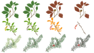 Живопліт кожного сезону Вигляд живоплоту з ріхних рослин Живопліт восени Живопліт навесні Живопліт влітку Живопліт взимку Hedge Жива огорожа Hedge in winter Hedge in summer Hedge in autumn Hedge in spring