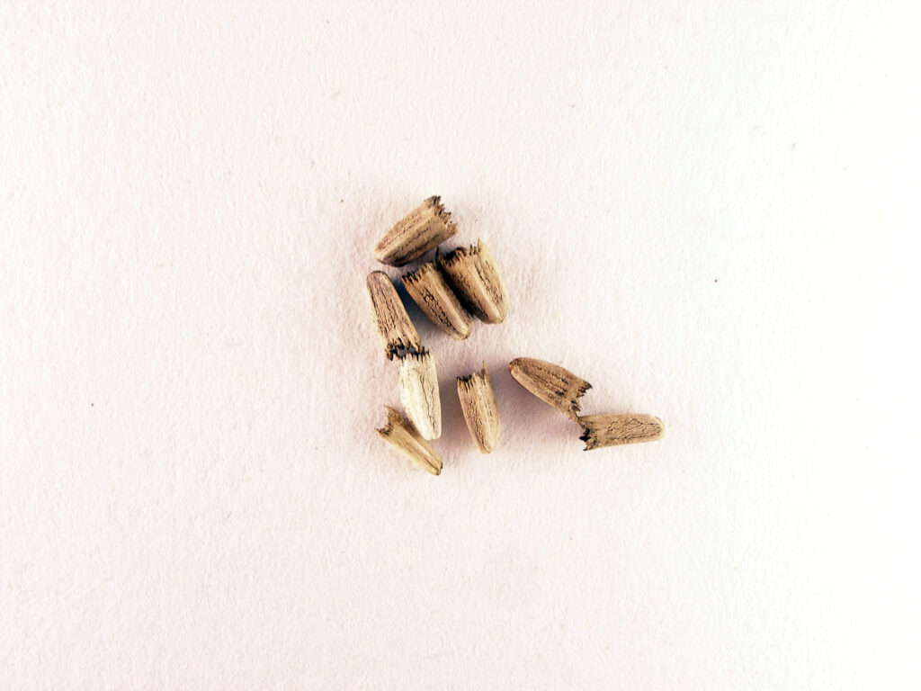 Насіння ехінацеї пурпурової Echinacea purpurea Seeds Вирощування ехінацеї з насіння Гребля hreblia