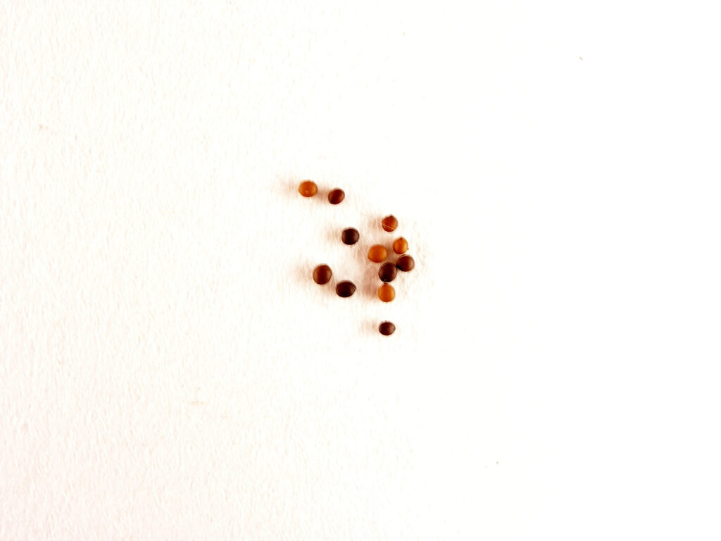 Насіння чебрецю звичайного Thymus vulgaris seeds