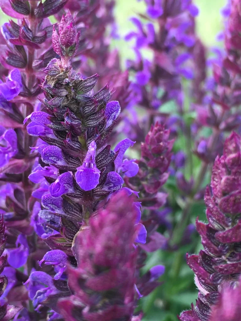 Шавлія гайова New Dimension Blue Salvia nemorosa New Dimension Blue Рослина-завнювач Filler plant Квітування шавлії