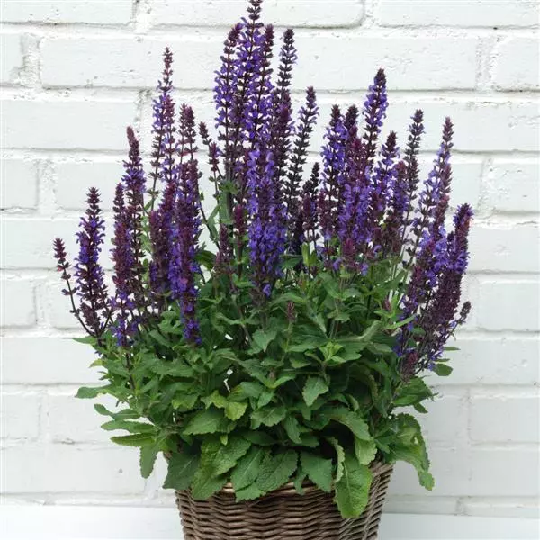 Шавлія гайова New Dimension Blue Salvia nemorosa New Dimension Blue Рослина-завнювач Filler plant Квітування шавлії