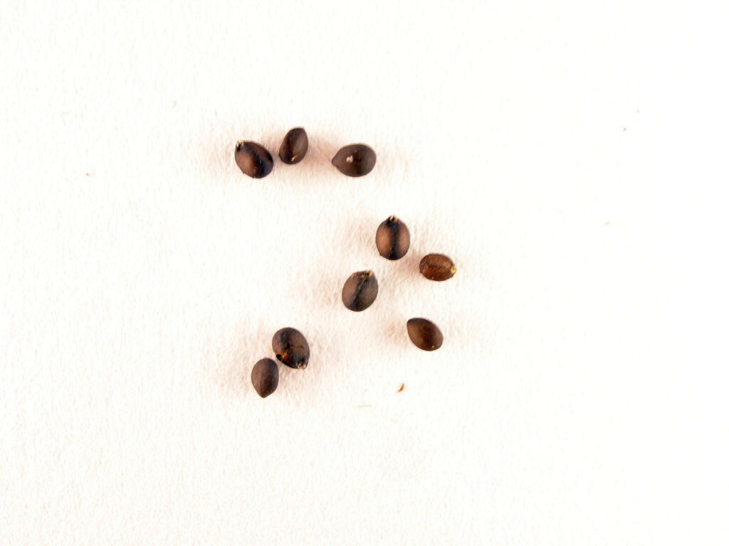 Насіння шавлії гайової New Dimension Blue Seeds Salvia nemorosa New Dimension Blue Рослина-завнювач Filler plant Квітування шавлії