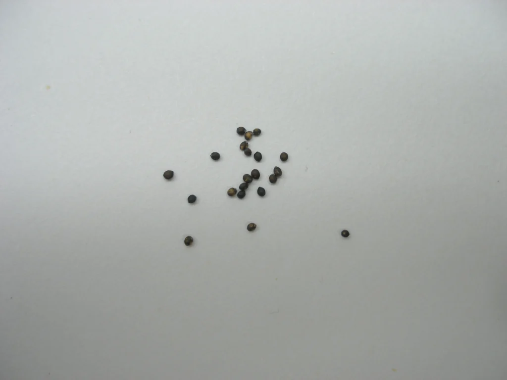 Насіння шавлії гайової New Dimension Blue Seeds Salvia nemorosa New Dimension Blue Рослина-завнювач Filler plant Квітування шавлії