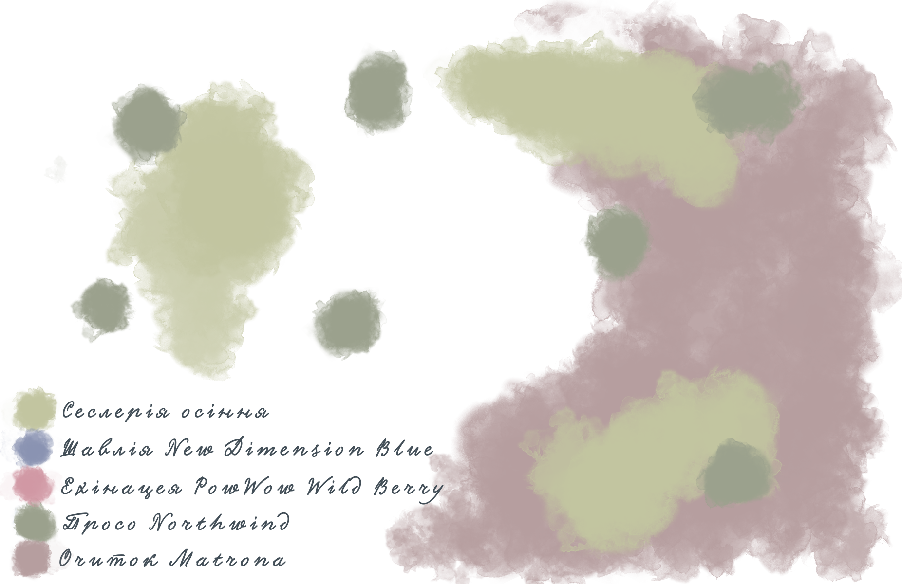 Композиція з шавлії гайової New Dimension Blue Salvia nemorosa New Dimension Blue Рослина-завнювач Filler plant Блочне насадження Block planting