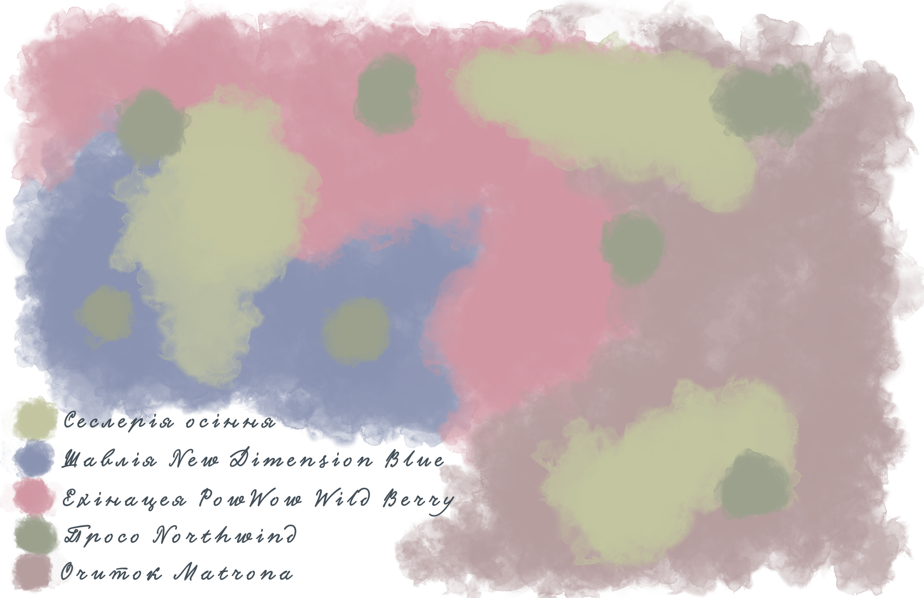 Композиція з шавлії гайової New Dimension Blue Salvia nemorosa New Dimension Blue Рослина-завнювач Filler plant Блочне насадження Block planting