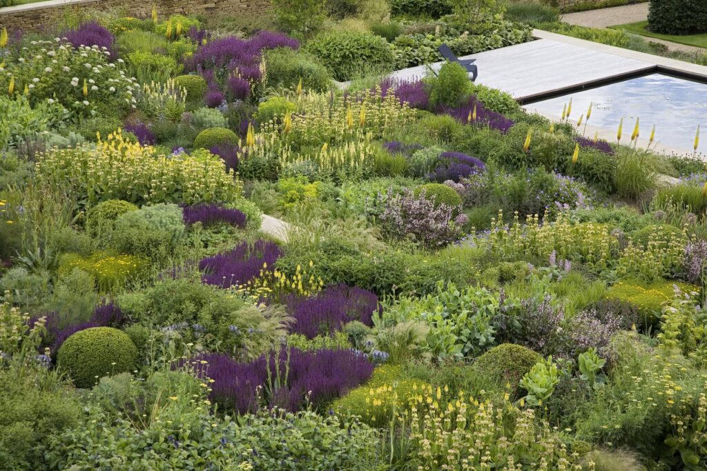 Композиція з шавлії Salvia Рослина-завнювач Filler plant Блочне насадження Квітування шавлії