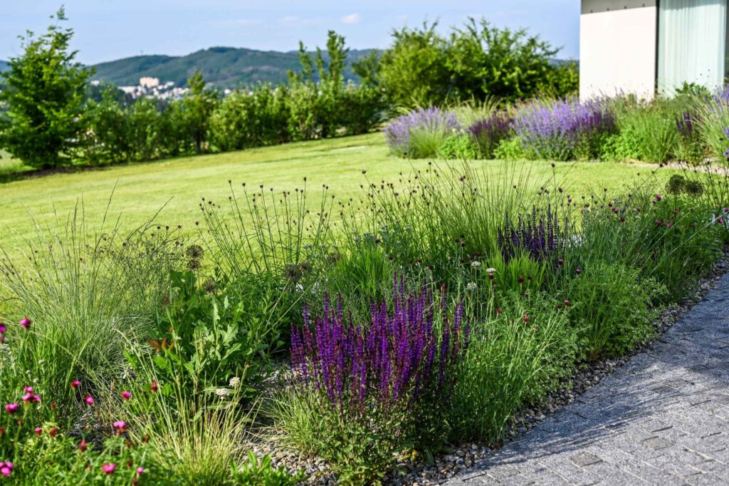 Композиція з шавлії Salvia Рослина-завнювач Filler plant Квітування шавлії Гвоздика картузійська Dianthus carthusianorum