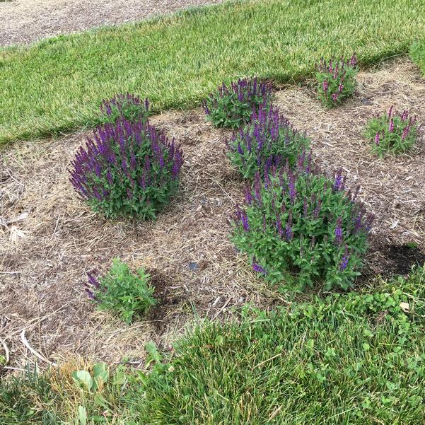 Шавлія гайова New Dimension Blue Salvia nemorosa New Dimension Blue Рослина-завнювач Filler plant Квітування шавлії