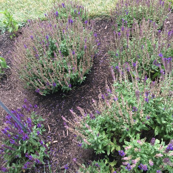 Шавлія гайова New Dimension Blue Salvia nemorosa New Dimension Blue Рослина-завнювач Filler plant Квітування шавлії
