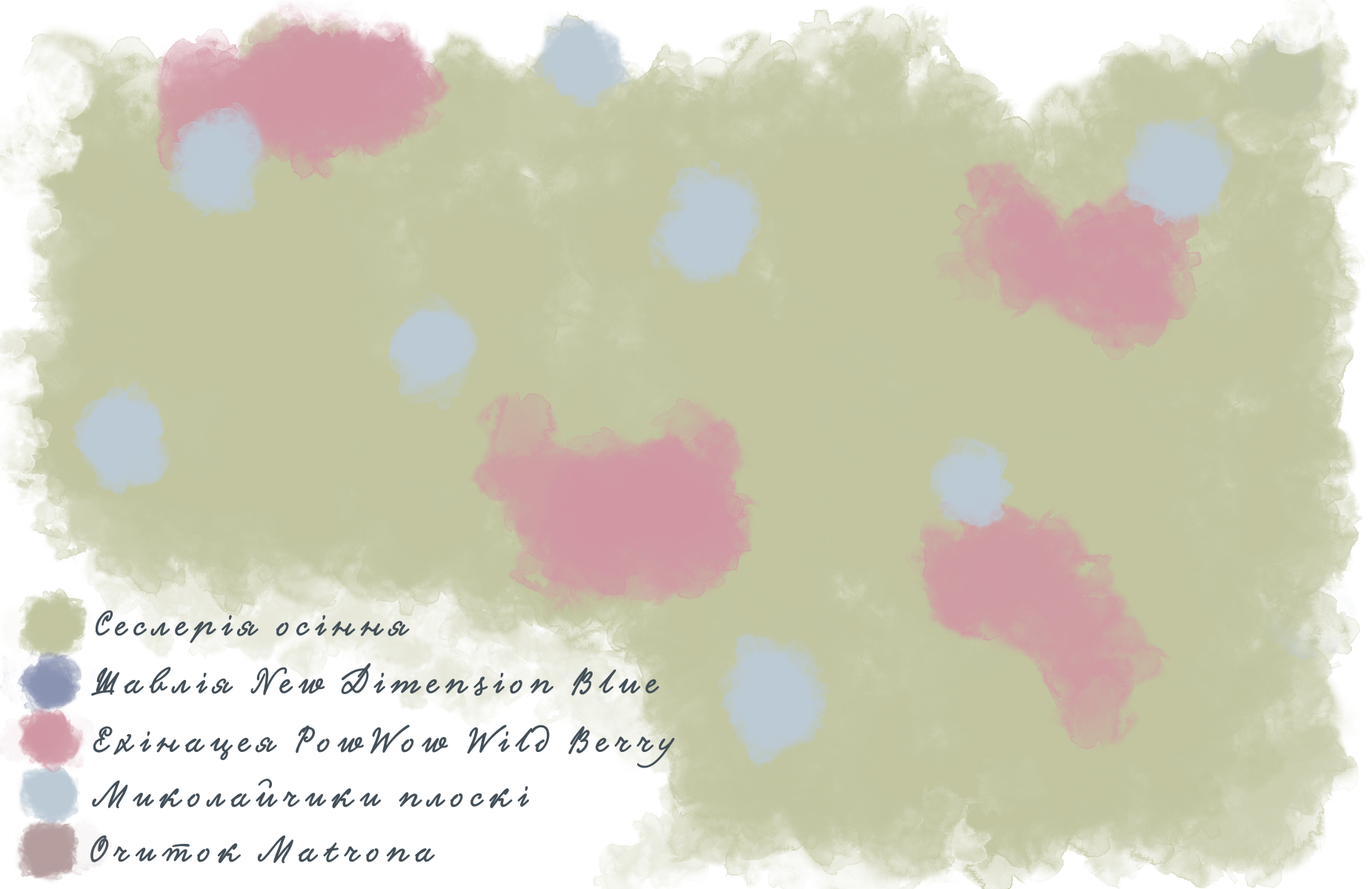 Композиція з шавлії гайової New Dimension Blue Salvia nemorosa New Dimension Blue Рослина-завнювач Filler plant Матричне насадження Matrix planting