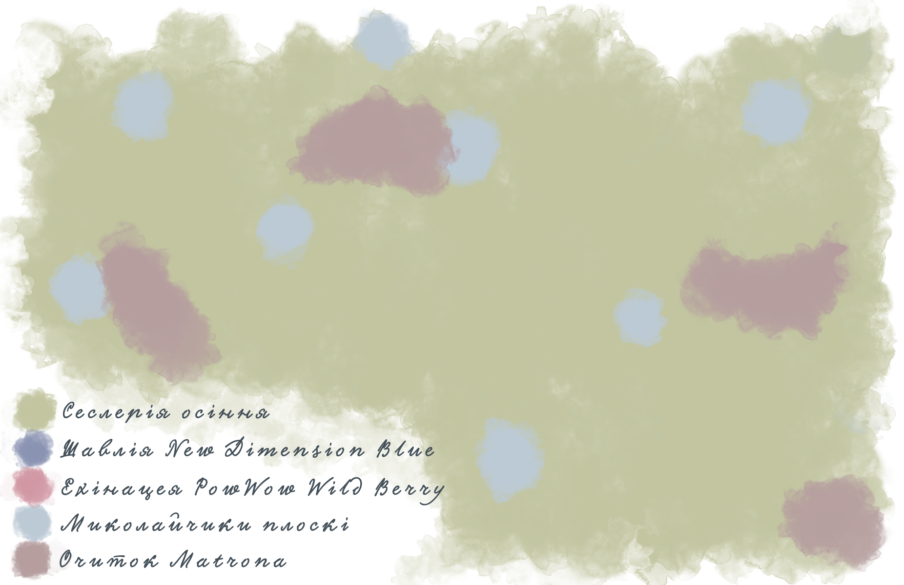 Композиція з шавлії гайової New Dimension Blue Salvia nemorosa New Dimension Blue Рослина-завнювач Filler plant Матричне насадження Matrix planting