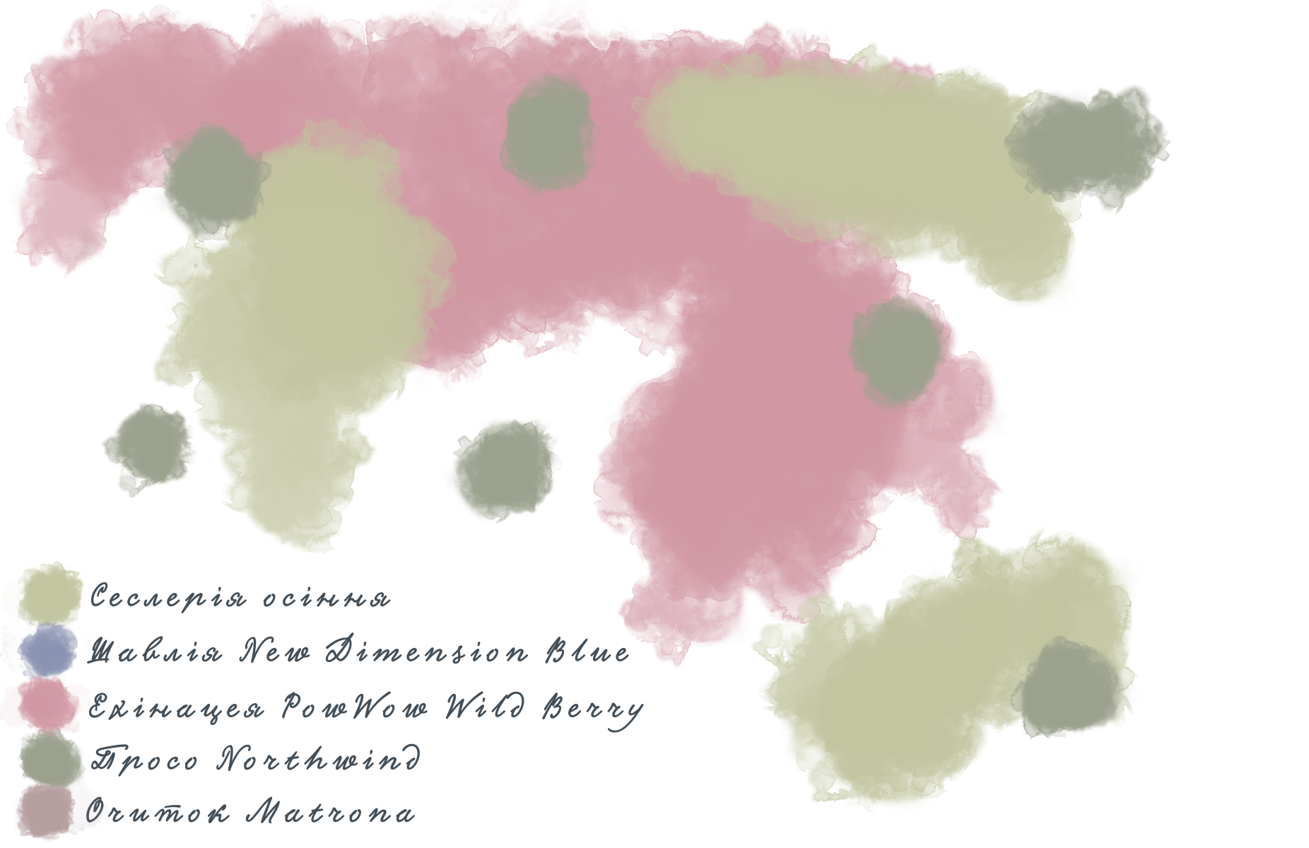 Композиція з шавлії гайової New Dimension Blue Salvia nemorosa New Dimension Blue Рослина-завнювач Filler plant Блочне насадження Block planting
