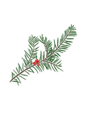 Саджанець тиса ягідного taxus baccata strub структурні рослини рослини для живоплоту рослини для живої огорожі