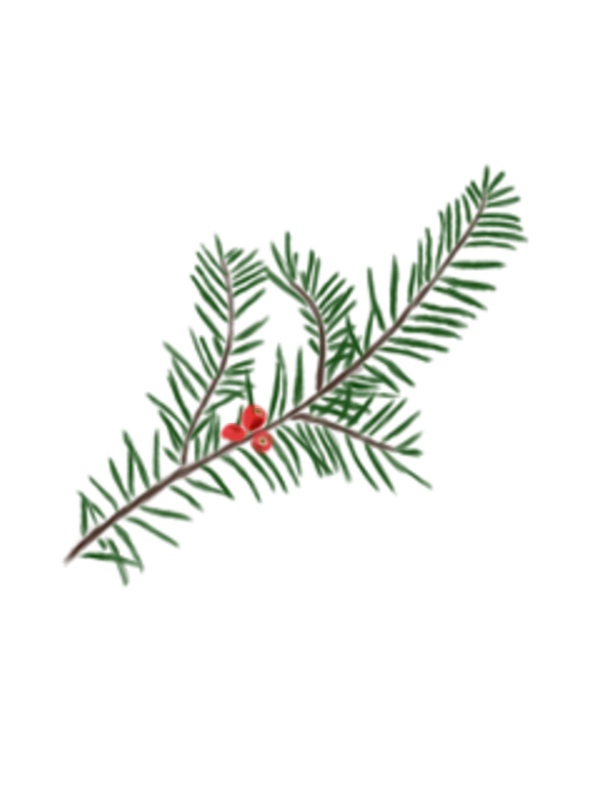 Саджанець тиса ягідного taxus baccata strub структурні рослини рослини для живоплоту рослини для живої огорожі