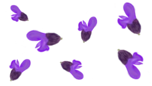 Шавлія гайова New Dimension Blue Salvia nemorosa New Dimension Blue Рослина-завнювач Filler plant Квітування шавлії Квіти шавлії