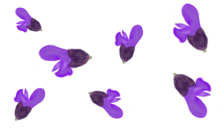 Шавлія гайова New Dimension Blue Salvia nemorosa New Dimension Blue Рослина-завнювач Filler plant Квітування шавлії Квіти шавлії