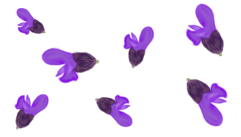 Шавлія гайова New Dimension Blue Salvia nemorosa New Dimension Blue Рослина-завнювач Filler plant Квітування шавлії Квіти шавлії