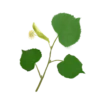 Липа серцелиста Липи звичайна Липа дрібнолиста Tilia cordata Tree Cтруктурні рослини Рослини для живоплоту Рослини для живої огорожі Hedge tree