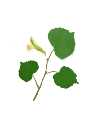 Липа серцелиста Липи звичайна Липа дрібнолиста Tilia cordata Tree Cтруктурні рослини Рослини для живоплоту Рослини для живої огорожі Hedge tree