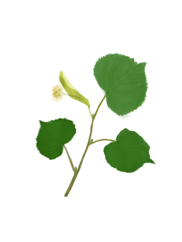 Липа серцелиста Липи звичайна Липа дрібнолиста Tilia cordata Tree Cтруктурні рослини Рослини для живоплоту Рослини для живої огорожі Hedge tree