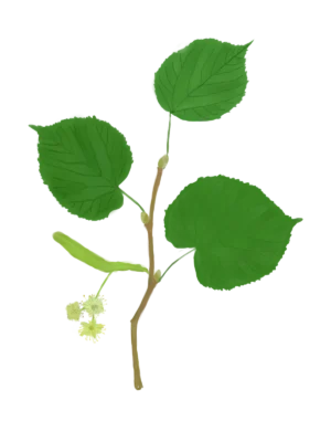Липа широколиста Tilia platyphyllos Дерево Tree Структурні рослини Structural plants Рослини для живої огорожі Живопліт Hedge
