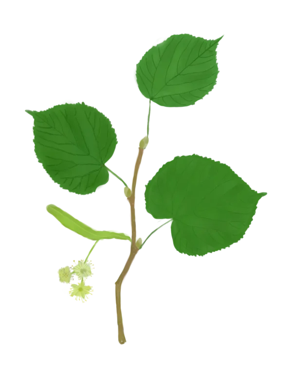 Липа широколиста Tilia platyphyllos Дерево Tree Структурні рослини Structural plants Рослини для живої огорожі Живопліт Hedge
