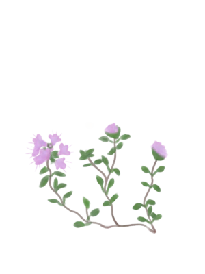 Чебрець повзучий Thymus serpyllum Ґрунтопокривні рослини Дуже низька Спеція