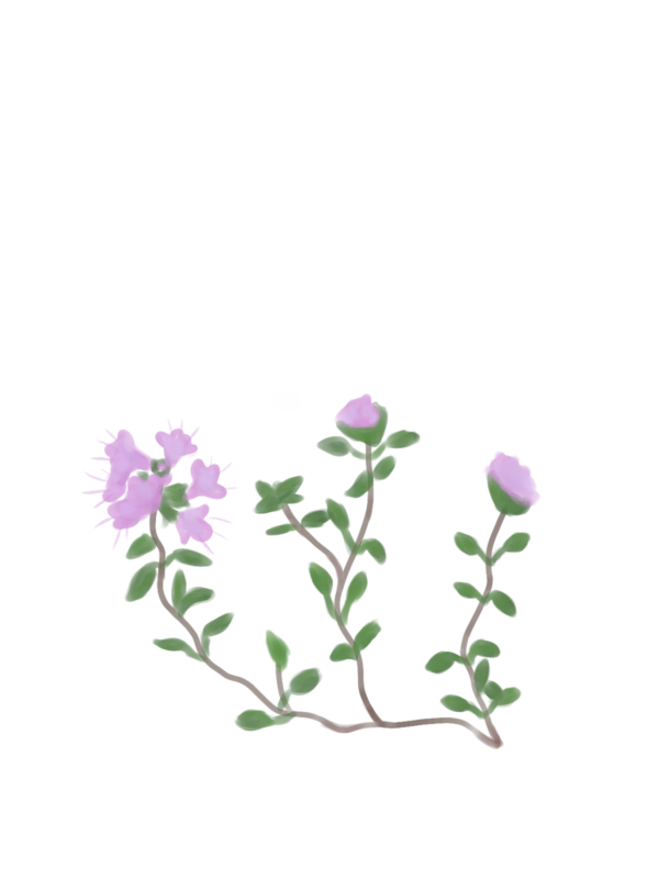 Чебрець повзучий Thymus serpyllum Ґрунтопокривні рослини Дуже низька Спеція