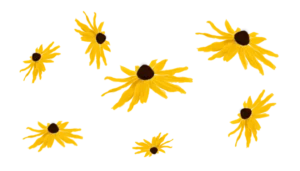 Рудбекія блискуча Goldsturm Rudbeckia fulgida Goldsturm Сезонні рослини Seasonal plants Жовта палітра
