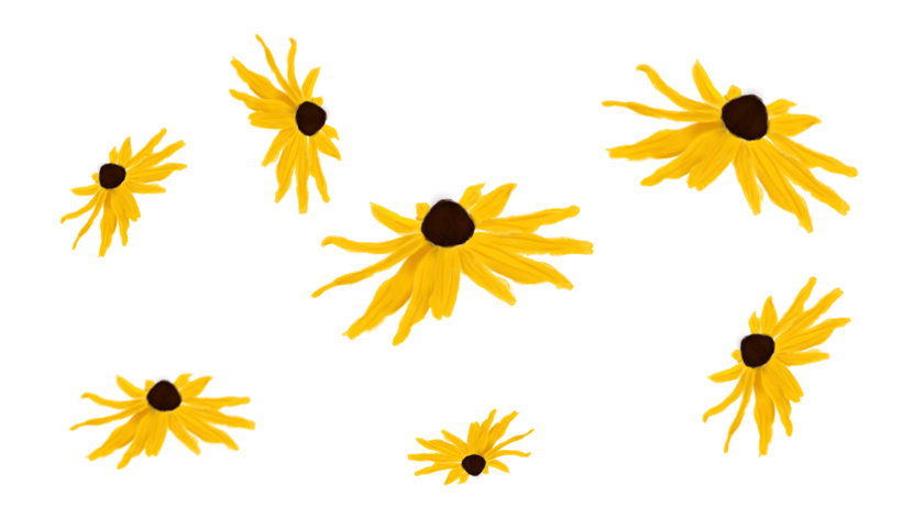 Рудбекія блискуча Goldsturm Rudbeckia fulgida Goldsturm Сезонні рослини Seasonal plants Жовта палітра