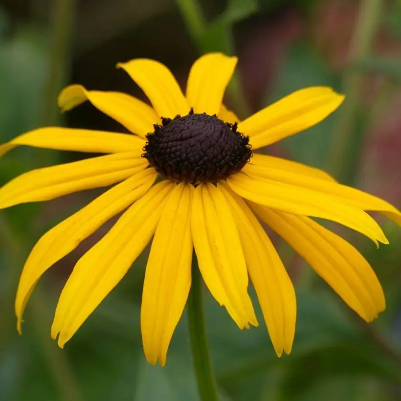 Рудбекія блискуча Goldblitz Rudbeckia fulgida Goldblitz Багаторічна трав'яниста рослина Сезонні рослини Seasonal plants Квітка рудбекії блискучої