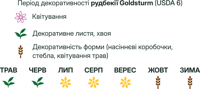Рудбекія блискуча Goldblitz Rudbeckia fulgida Goldblitz Багаторічна трав'яниста рослина Сезонні рослини Seasonal plants Період декоративності рудбекії блискучої Goldsturm
