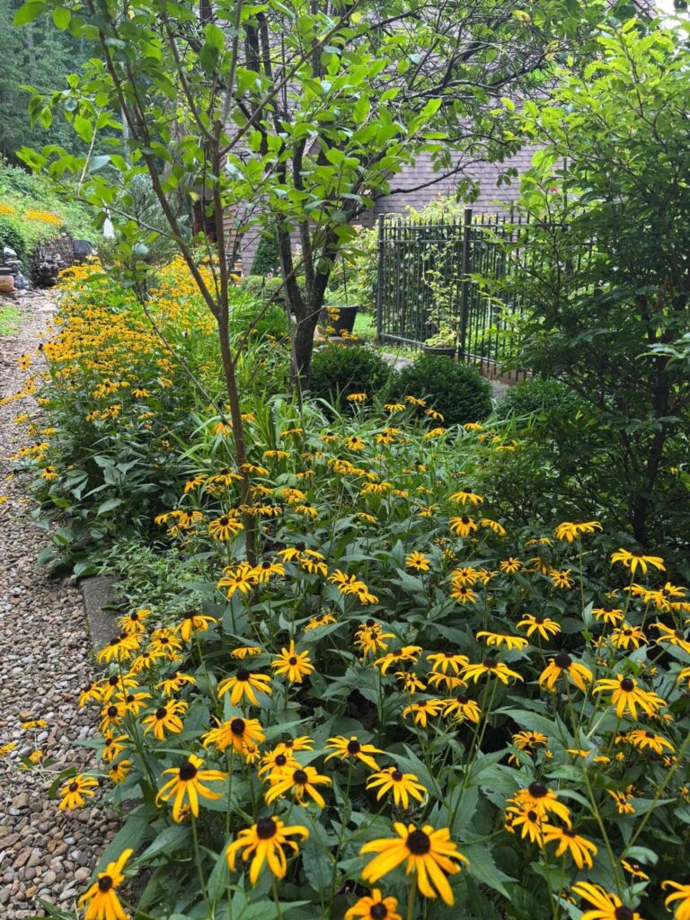 Рудбекія блискуча Goldblitz Rudbeckia fulgida Goldblitz Багаторічна трав'яниста рослина Сезонні рослини Seasonal plants Застосування рудбекії блискучої