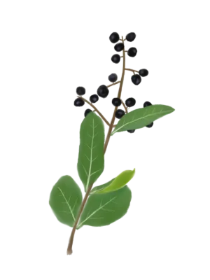 Бирючина звичайна Ligustrum vulgare Кущ Shrub Структурні рослини Structural plants Рослини для живоплоту Живопліт Hedge