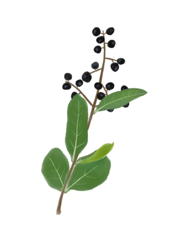 Бирючина звичайна Ligustrum vulgare Кущ Shrub Структурні рослини Structural plants Рослини для живоплоту Живопліт Hedge