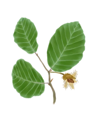 Бук лісовий Fagus sylvatica Структурні рослини Structural plants Рослини для живоплоту Рослини для живої огорожі Hedge Саджанці бука лісовго