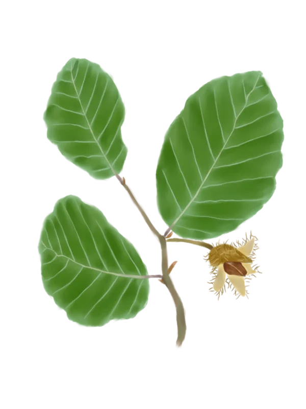 Бук лісовий Fagus sylvatica Структурні рослини Structural plants Рослини для живоплоту Рослини для живої огорожі Hedge Саджанці бука лісовго