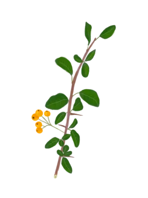 Глодівець Golden Charmer Pyracantha Golden Charmer Живопліт Hedge Структурні рослини Structural plants Гребля