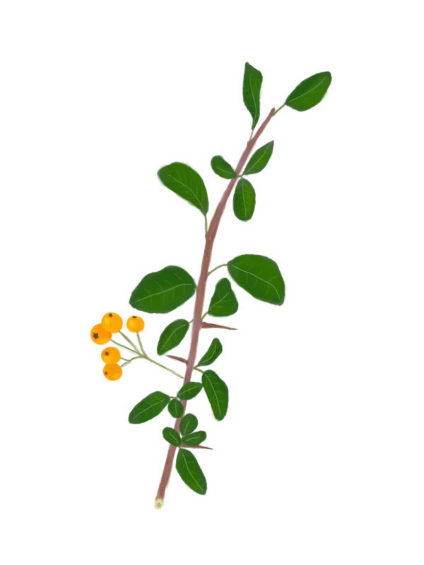 Глодівець Golden Charmer Pyracantha Golden Charmer Живопліт Hedge Структурні рослини Structural plants Гребля